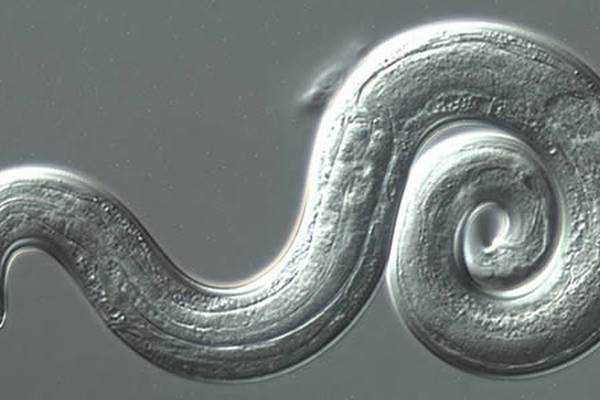 Scientists warn that parasitic brain worm is being seen in the Southeast US