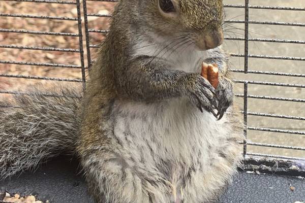 Man who owned ‘attack squirrel’ facing new charges