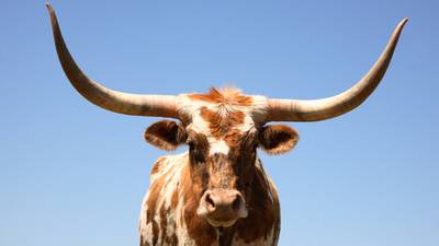 Dead longhorn found on lawn of a fraternity house at Oklahoma State University
