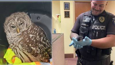 Washington state officers rescue owl, kitten