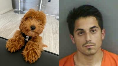 Officials: Florida man allegedly beat goldendoodle puppy named ‘Buzz Lightyear’ to death