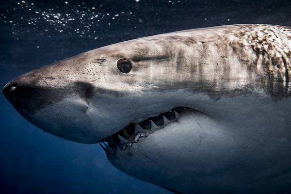 Great white shark sighting off Cape Cod coast prompts beach closure