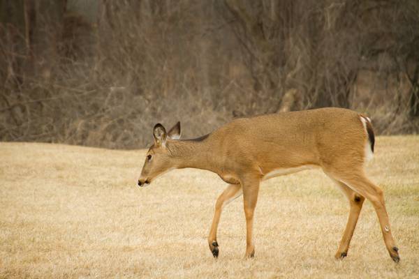 Officials: Michigan man admits to driving drunk, shooting deer from car