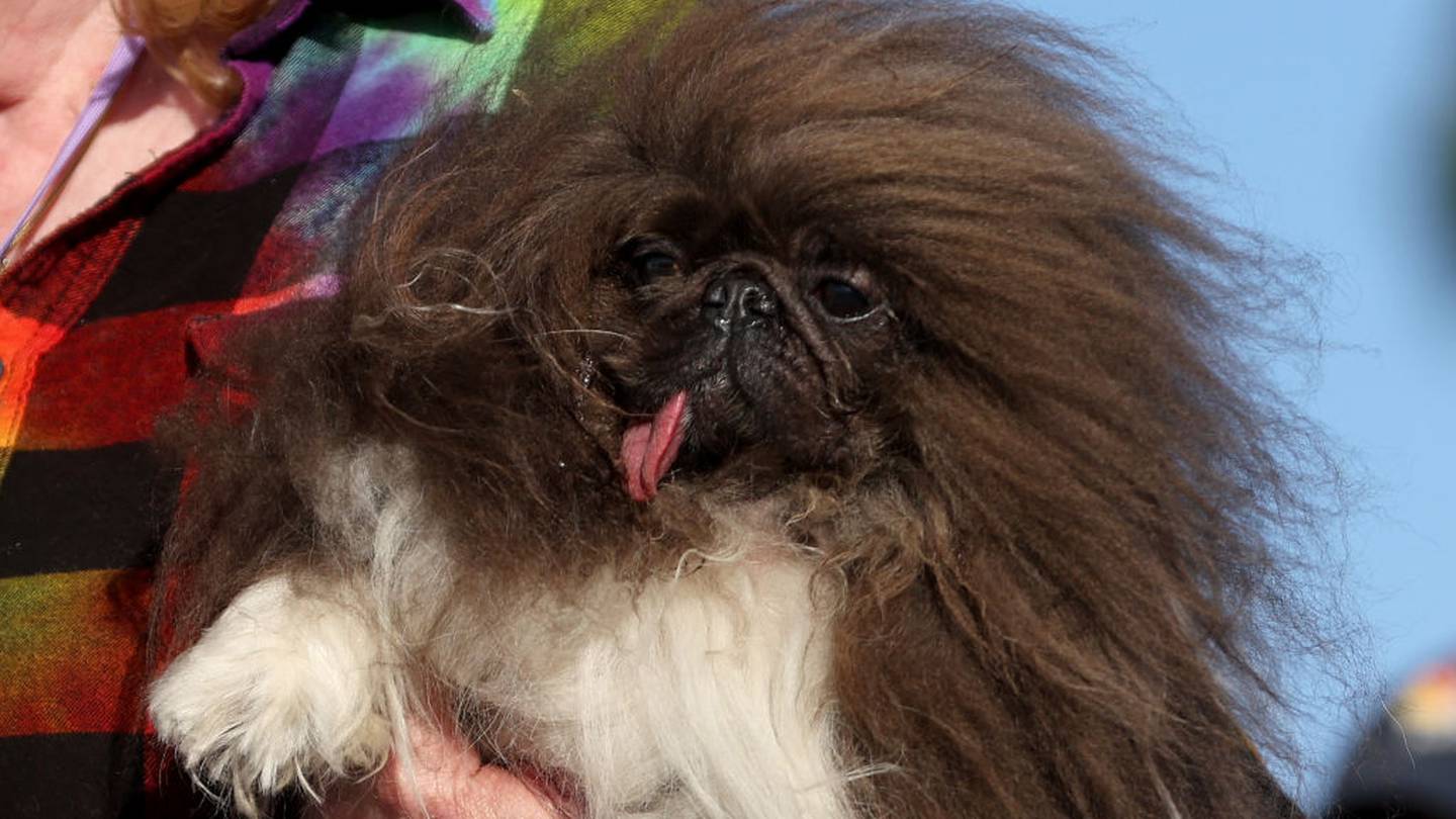 Wild Thang wins 2024 World’s ugliest dog contest 86KONO