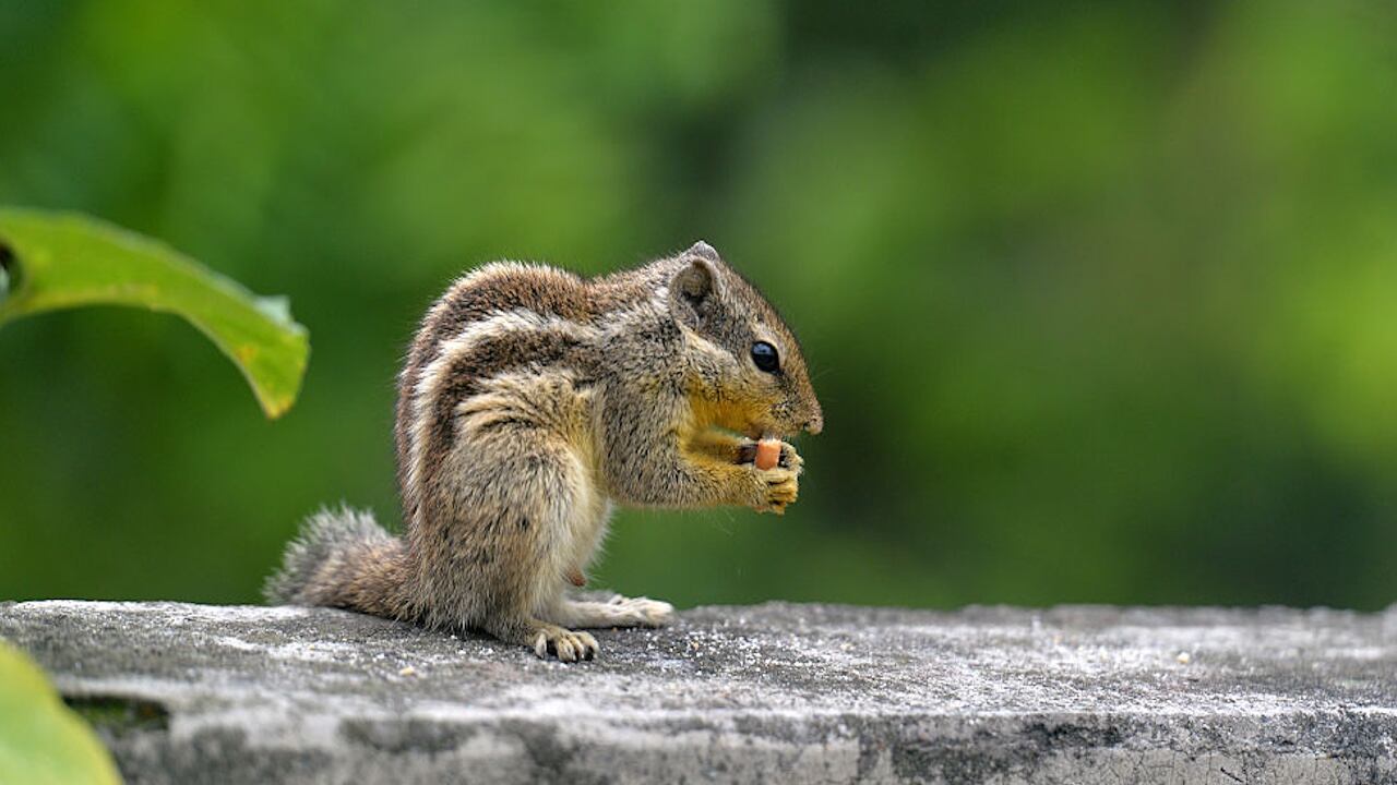 File photo. City officials in Santa Monica are concerned that visitors to a park are helping the population of the rodents to grow to unmanageable levels.