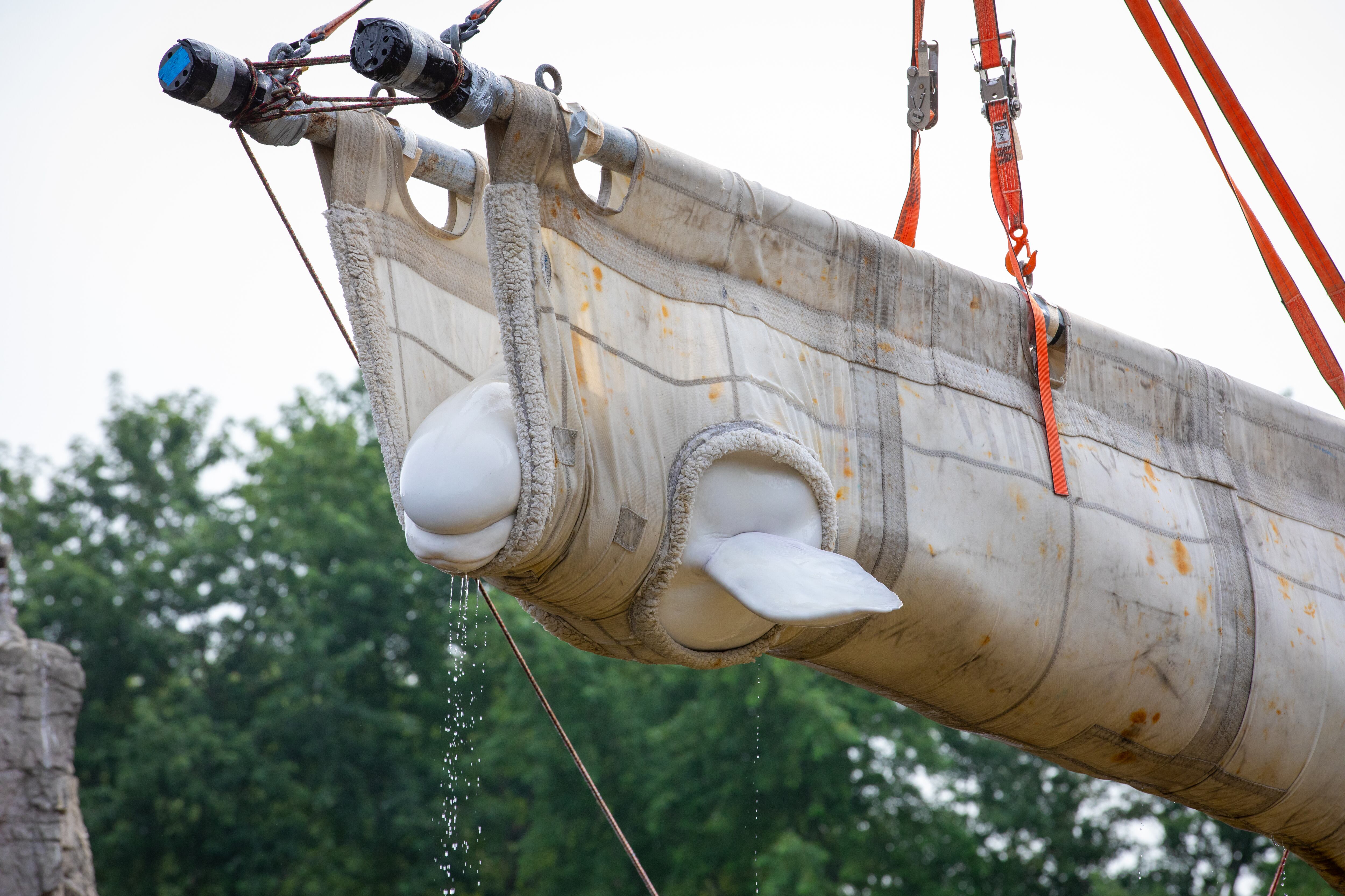Beluga whale rescue