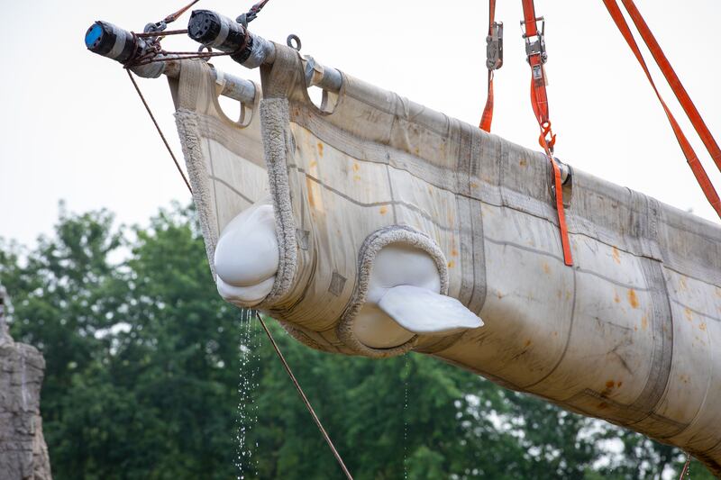 Beluga whale rescue